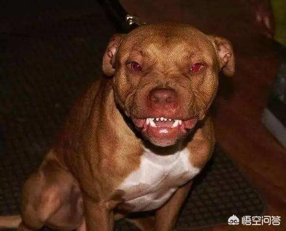 滨海新区：居民带烈性犬遛弯儿不拴绳,警方依法收缴罚款, 你怎么看？