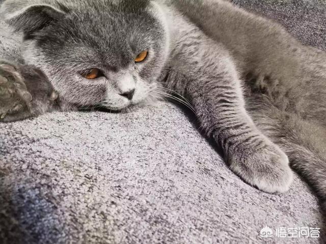 猫咪睡觉时为什么把身体蜷成团:猫咪为什么喜欢把爪子缩在身体下面？