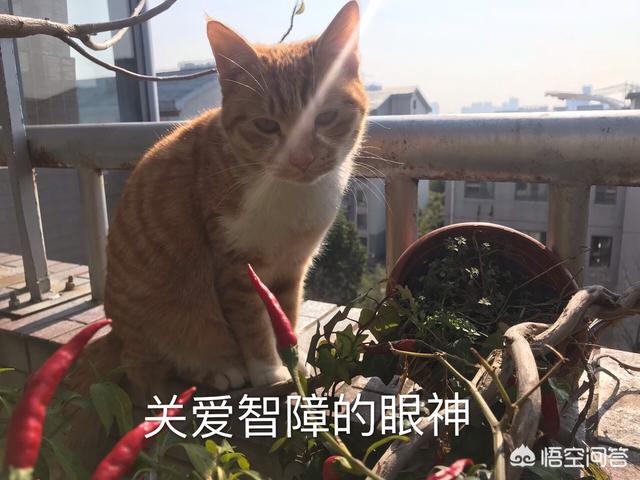 走到哪儿都非要喝一杯COCO的人是什么心态？