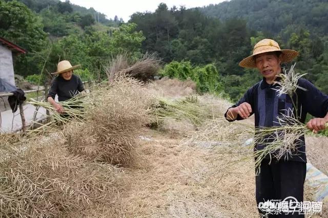 哥伦比亚盆地侏儒兔为什么灭绝:为什么山区农村一定要居住在山腰或者谷底？有何利弊呢？