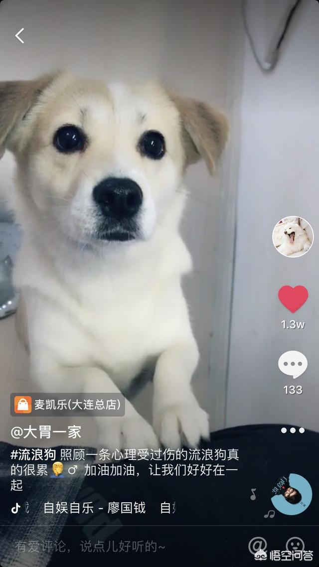 小姐与流浪狗3:如果你很喜欢一只流浪猫(或流浪狗)，你会有带回家养的冲动吗？
