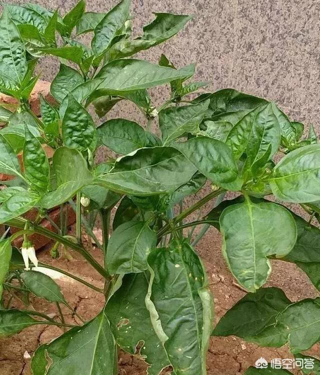 辣椒叶子卷起来了是怎么回事有什么办法防治吗