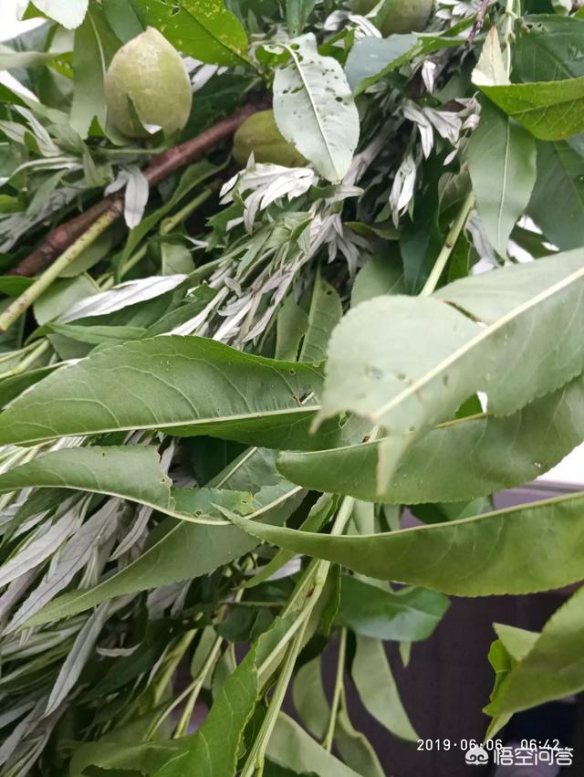 端午，为何说安康不说快乐？