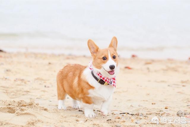 小型犬智商排名:博美犬的智商在犬类中排第几位？