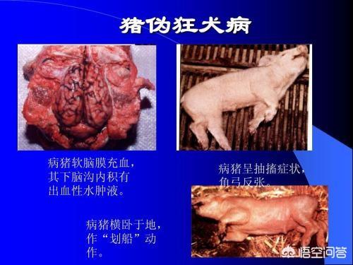 伪狂犬病发病症状前兆:猪场猪的伪狂犬病防治方法有哪些？