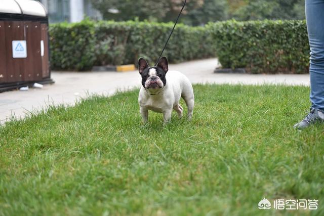 南京皇朝博美犬舍的介绍:怎么区分纯种博美和串串博美？ 南京皇朝博美犬舍