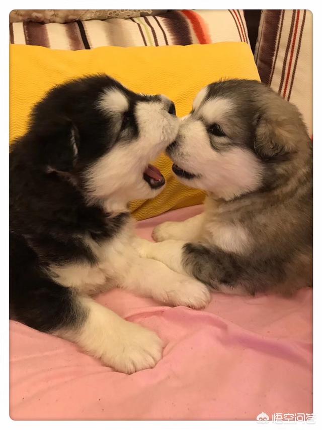 头条问答 阿拉斯加幼犬大概什么价位 个回答