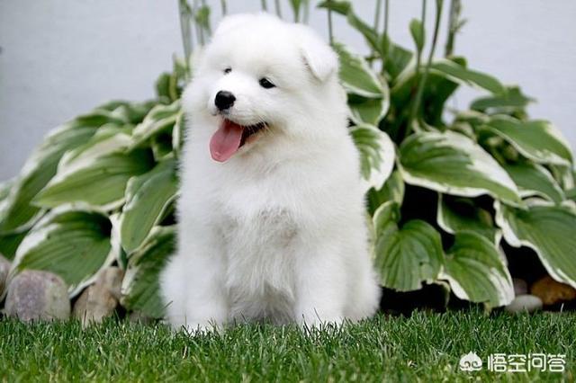 标准波音达猎犬挑选方法:请问如何挑选一条好的老实聪明的萨摩耶？