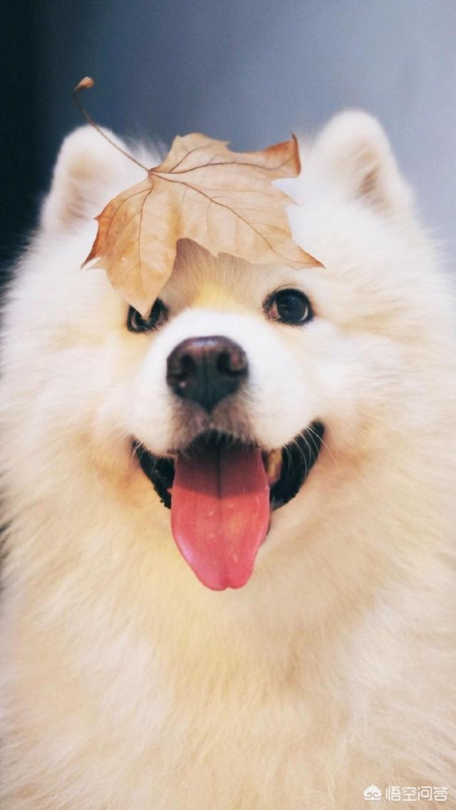 标准波音达猎犬挑选方法:请问如何挑选一条好的老实聪明的萨摩耶？