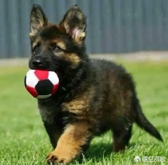世界上常见的军犬,你见过吗？感觉如何？