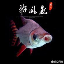 飞凤鱼几纹最便宜:家里飞凤鱼，嘴巴上方烂了怎么办？
