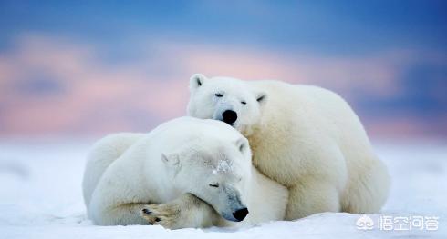 头条问答 如果南极北极动物互换会怎么样 1个回答