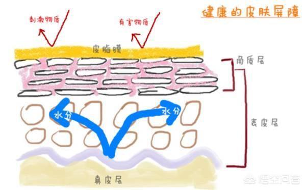 前哨战:你知道皮肤屏障功能有多珍贵吗？