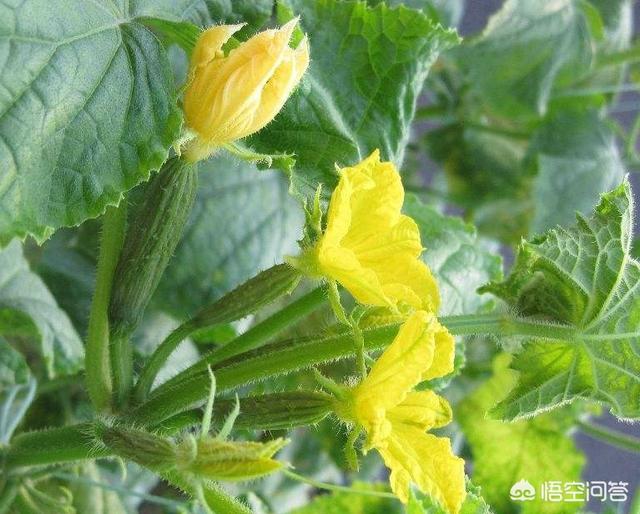 下雨時間太長,黃瓜只開花不結果,要進行人工授粉嗎,雄花和雌花有