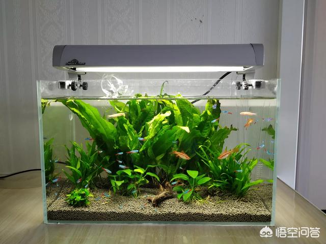 水族:水族新手刚入坑，如何获得最佳用户体验？