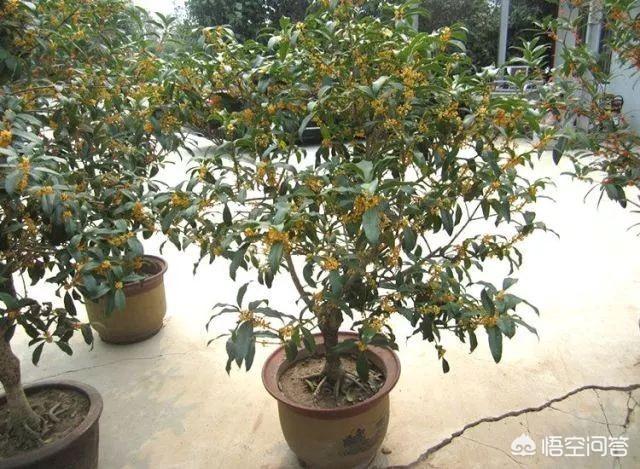 桂花树的风水禁忌,农村院子里种桂花树怎么样？