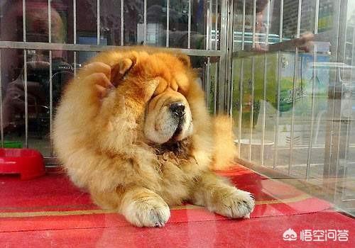 狗狗秘闻策划案:如果别人无故乱踢你的狗，你会怎么做，踢回去吗？