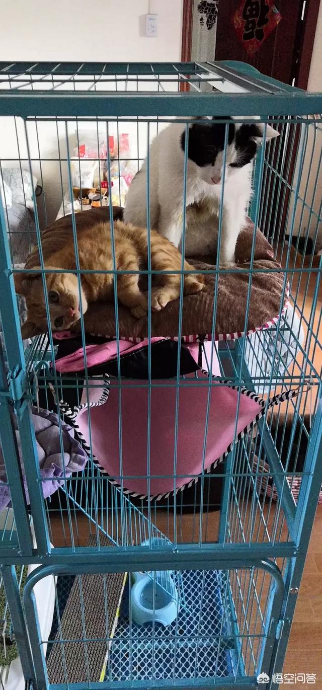野猫驯养法青罗扇子:刚捡了一只小流浪猫，求教，怎么养啊？