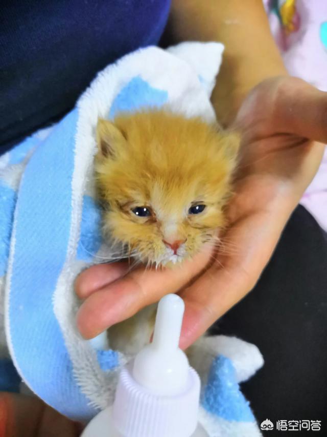 养猫记 by angelo:小猫从几个月开始养最好养，长大最亲人？