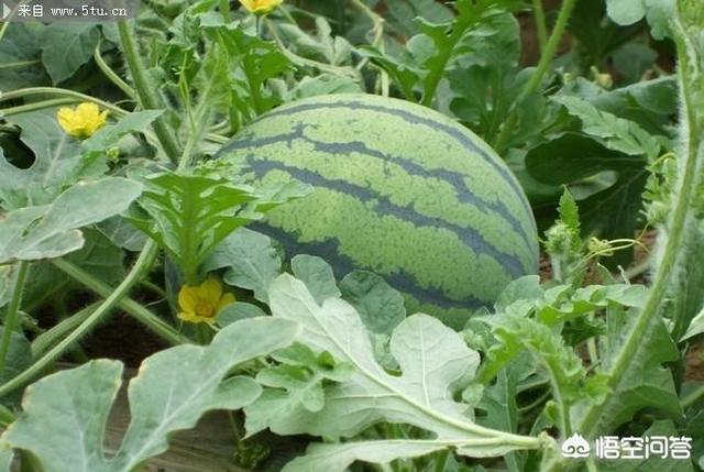 头条问答 西瓜苗长到多长时 留的西瓜能长大 15个回答