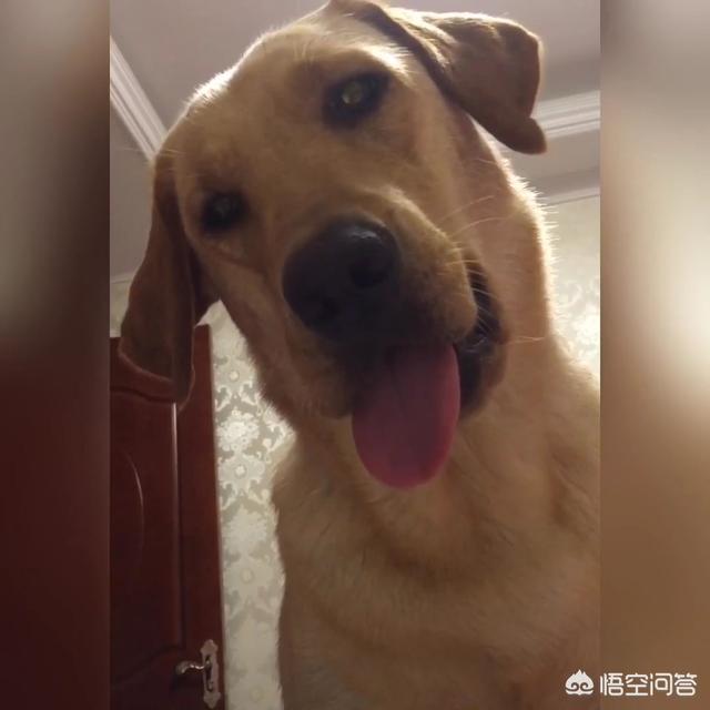 如何让狗狗进入下体验:和家中的金毛犬视频通话是种什么样的体验？