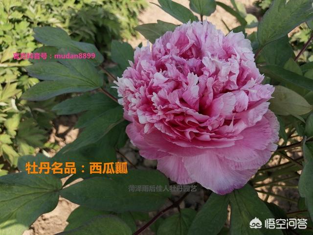 紫牡丹是长生草属吗:请问芍药和牡丹几月种植最佳？