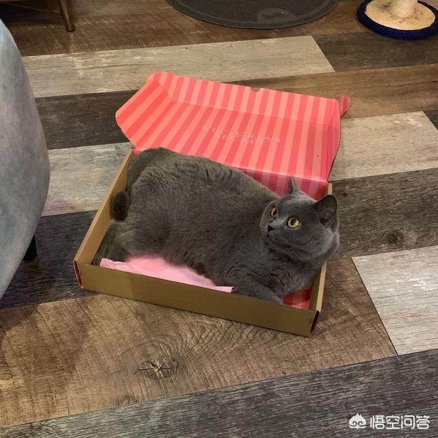 抖音吸猫是什么意思百度百科:抖音吸猫是什么意思 什么叫吸猫？为什么用“吸”这个字？