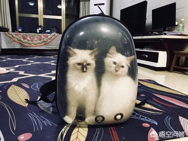 盆景猫 谣言:宠物会不会成为新冠病毒的隐患？