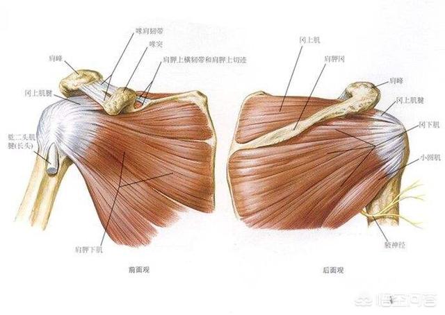 头条问答 - 三角肌里面只有受阻力时疼,其它都不受影响是什么原因?