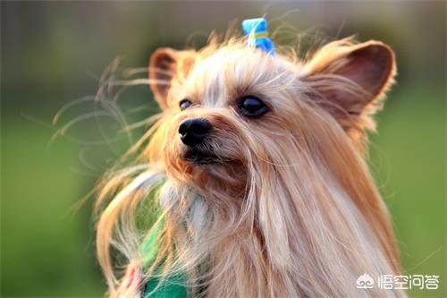 约克夏图片大全:约克夏泪痕处毛少，约克夏眼角泪痕老掉毛怎么办？