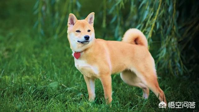 柴犬:柴犬究竟是一种怎样的宠物？