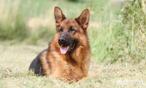 苏格兰牧羊犬性格好吗:喜乐蒂牧羊犬和苏格兰牧羊犬有什么区别？怎么鉴别呢？ 苏格兰牧羊犬优点与缺点