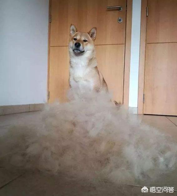 狗狗101柴犬训练:柴犬性格这么固执，应该怎么去训练比较好？