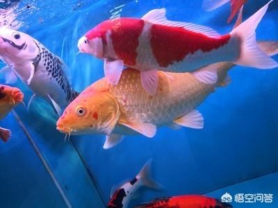 水族箱锦鲤鱼怎么养:观赏锦鲤回家后该如何饲养？