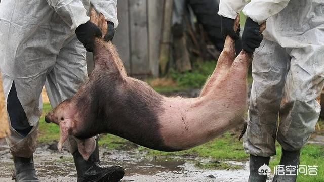 h7n9动物死亡率:非洲猪瘟小猪死亡率高吗？