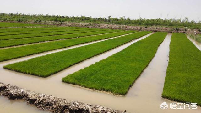 头条问答 - 水稻水育秧法根扎的浅怎么办?(6个回答)