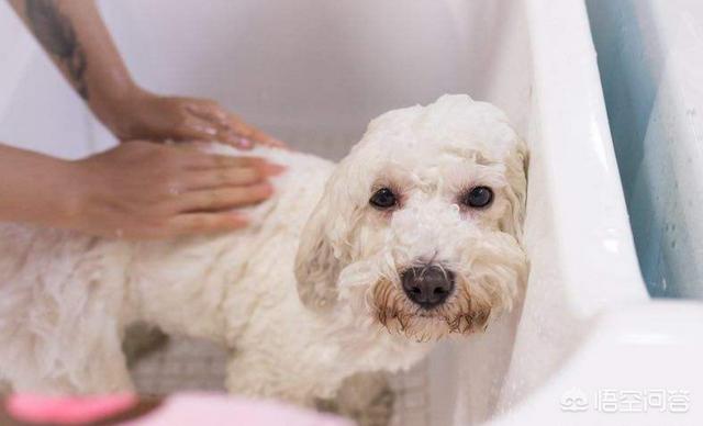银狐狗粮自制:银狐犬3个月掉毛严重，怎么办？