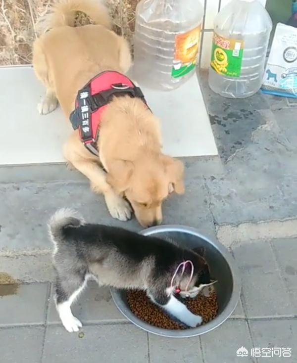 狗狗护食物:在训犬问题中，狗狗护食是最让人头疼的，铲屎官又该如何纠正呢？