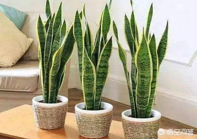 室内适合养的18种植物,什么花适合室内养，易活？