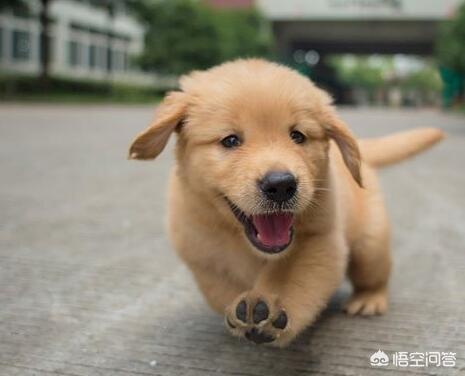 金毛犬的饲养训练视频教程:刚领回家了一只40天的金毛，该怎样喂养和教它？