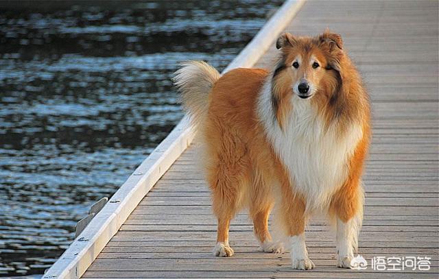 苏格兰牧羊犬性格好吗:喜乐蒂牧羊犬和苏格兰牧羊犬有什么区别？怎么鉴别呢？ 苏格兰牧羊犬优点与缺点