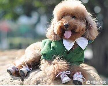 泰迪乱咬牵引绳:你家泰迪犬最反感的是什么？