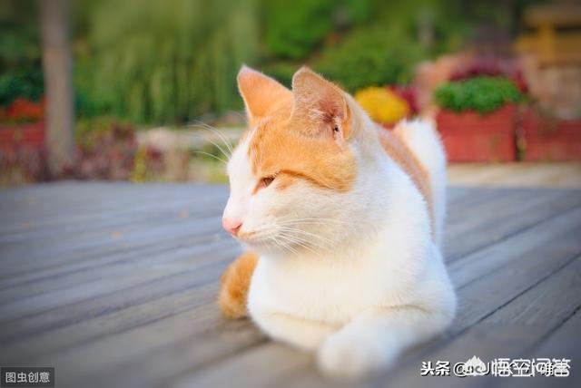野猫八翻:来了一只野猫天天偷吃家里东西，还把家里弄得乱七八糟，怎么办？
