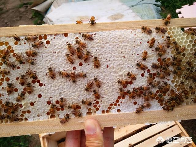 怎样销售土蜂蜜  怎样销售农村真正的土蜂蜜？