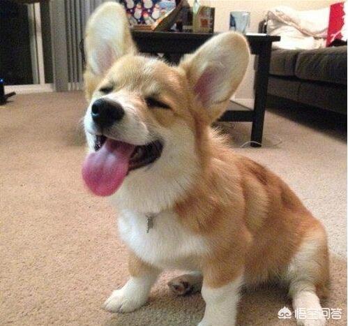 怎样挤肛门腺:肛瘘用什么洗最好 柯基犬不挤肛门腺有什么后果？