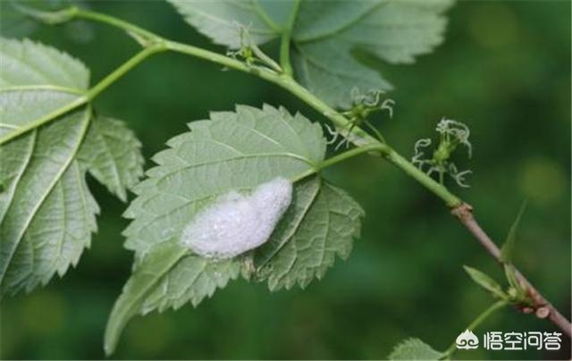 蚂蚁的唾液是什么原因:最近农村的柚子树总是有很多的蚂蚁，是什么原因？要怎么处理？