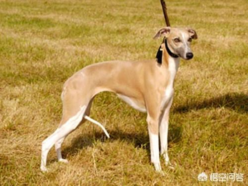 格力犬诺里斯:格力犬诺里斯比赛视频 格力犬有没有前腿天生外八？格力犬外八是不是天生呢？