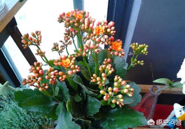 长寿花的繁殖方法大全:长寿花扦插需要先晾伤口吗？