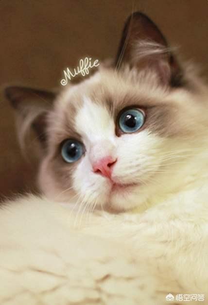 布偶:布偶猫哪个色最贵 养布偶需要注意些什么呢？