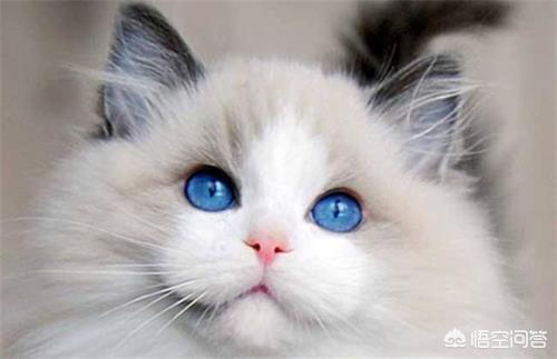 布偶猫图片:布偶猫要怎么补充营养，布偶猫补充营养要吃什么？